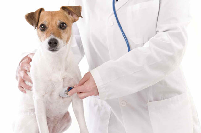 clinica-veterinaria-maesano-messina-1