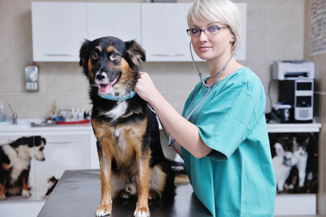 clinica-veterinaria-maesano-messina-11