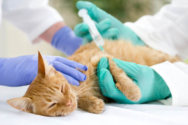 little cat on the table, veterrinary giving vaccine
